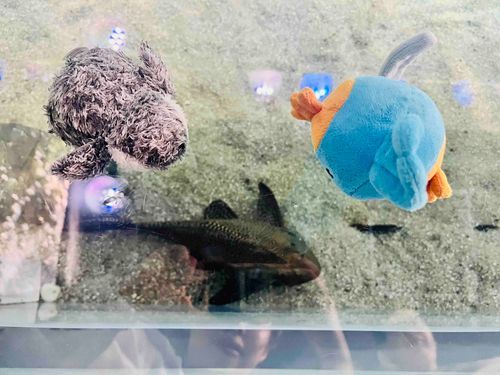 すいぞくかんについた〜🐟おさかなさん下にいるよ！！じっ…👀