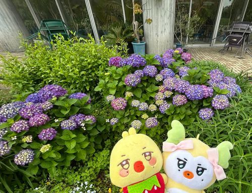 あじさい、だっち🐥🧚
