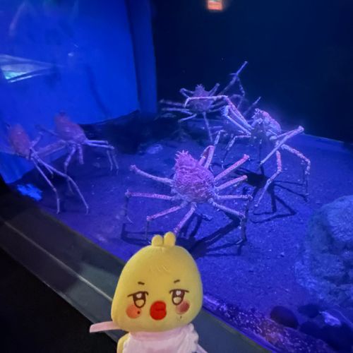 ﾀｶｱｼｶﾞﾆ、だっち🦀