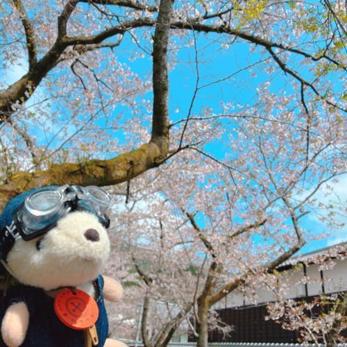 もう桜は散りはじめていて
葉桜になりつつありました🌸
ポカポカできもち〜☺️
