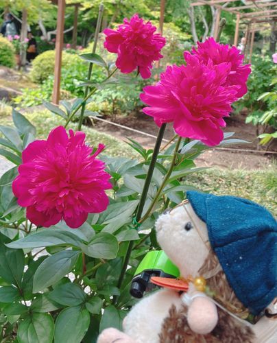 境内の日本庭園では芍薬がみごろでした✨
一輪いちりんが大きい❣️👀