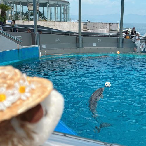 今日は水族館にきました🐬💦
あついけど、元気なイルカさんがいて楽しい！！
