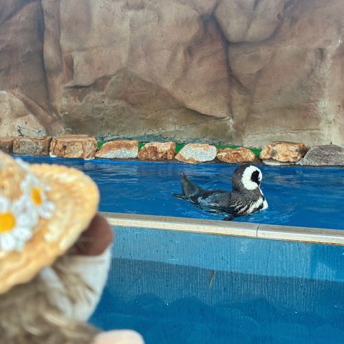 ペンギンさんも暑いみたいで、
ずーっとお水の中で泳いでました🐧
浮かんでる姿がすごく可愛い…🧡