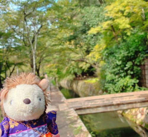 今回は京都旅🧳
ということで、第一カ所目は
"哲学の道"✨
散策路として所々にお寺や神社がありながら、ながーく水路横の道が続いています！
紅葉にはまだまだだねぇ…🦔💛