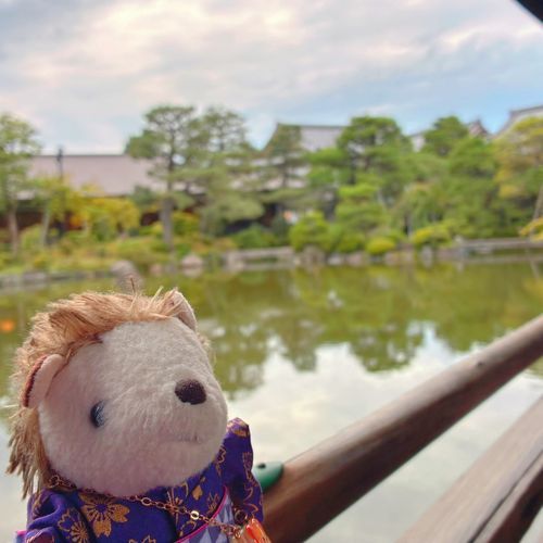 はい！お次は平安神宮⛩️
…ではなく、その御神苑🍃
境内には広くて綺麗なお庭があって、
源氏物語に登場する草木も沢山あるんです👀