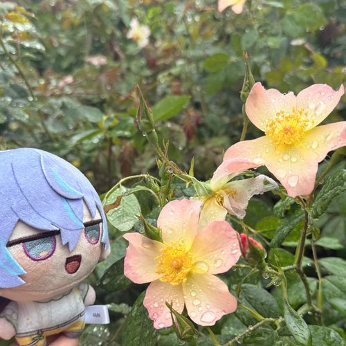 素敵な色合いですね~