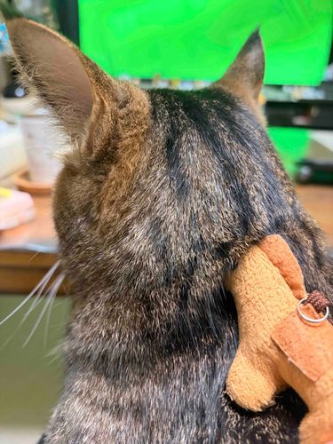 ｽﾞｽﾞｯｯ
ｽｰｰｰｰﾊｰｰｰｰｯｯｯｯｯ
ｺ､､ｺﾚｶﾞ､､ﾈｺｽｲｯｯｯﾊｱﾊｱ( ；´ Д ` )