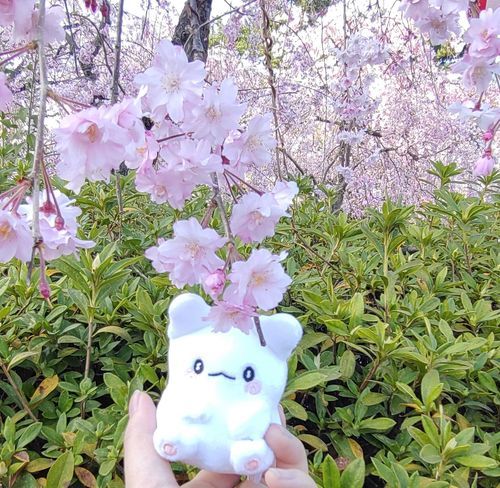 🌸