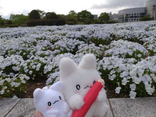 おんなじ色のお花なの！
