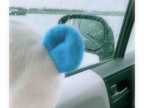 雨だー☔