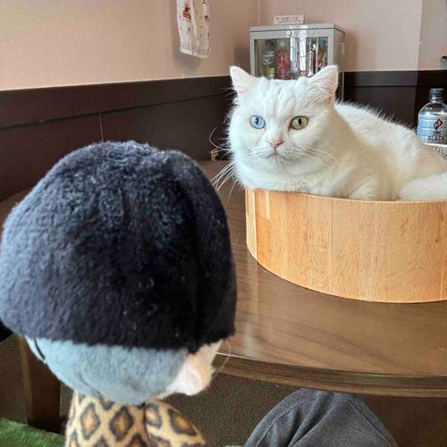 ええめ してるやないか……
ワシの しゃていに したろか？
ちゅーる たっぷりようい したるで！