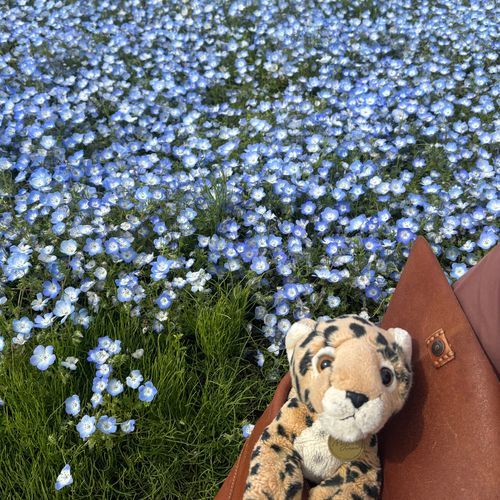 ネモフィラのお花畑に行ってきたよ