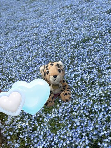 ネモフィラのお花畑
浮いてるみたい~♫