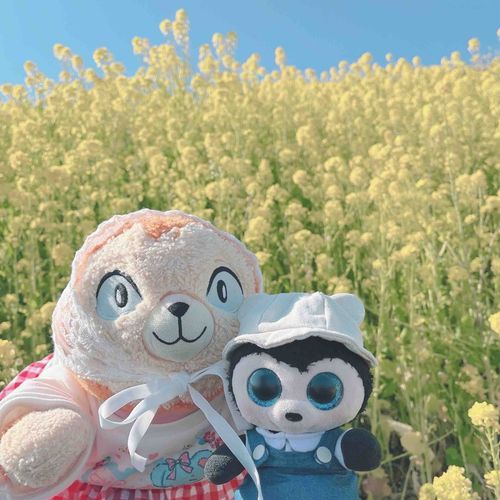 菜の花畑にお出かけしたよ🌼

マザー牧場は菜の花が満開だったよ🐮︎🌟
🐑さんや🪿さんを見たり、ソフトクリームをたべたりしたよ🍦

ばーじゅは虫だから、お花畑を見れてうれしかったよ〜🎶
こっそり蜜もちゅうちゅうしたよ🌼🍯