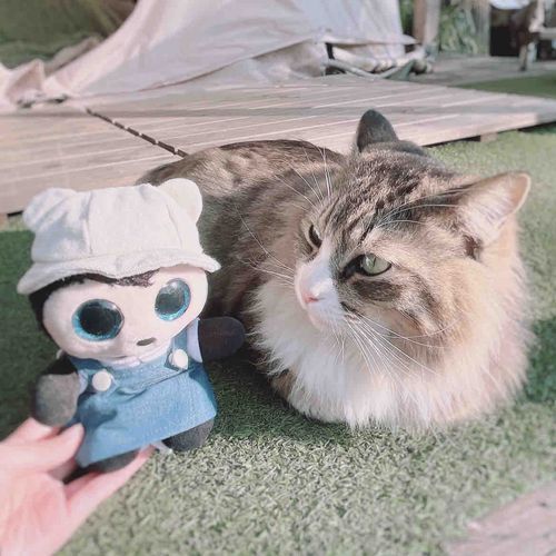 ばーじゅ、はじめてねこさんに出会う🐾（ぬいぐるみはのぞく）

お名前はドーナツだって！🍩
かわいいね〜🥰