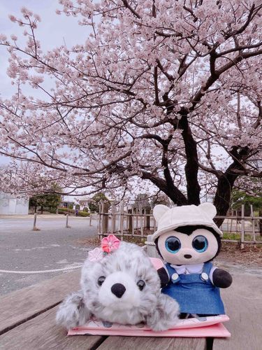 みてみて桜が咲いてたよ〜🌸

あたらしいおともだちと写真を撮ったよ︎🌟
お花の飾りをつけてる、あざらしのぷぷちゃんだよ🦭🌸

おうちにはぶぶちゃんっていうあざらしもいるんだけど、そっくりだからきっと妹だと思うんだぁ🏠🦭