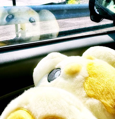 車の窓からパピモッチ🐶