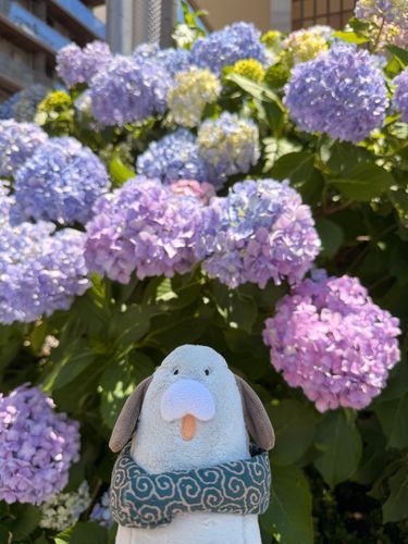 昨日、いい天気だったワン