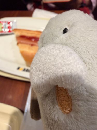 昨日の写真ワ🐶