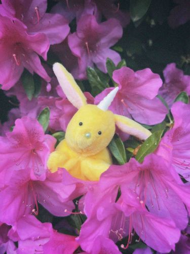 兎に角ぶりっ子してみたの🐰
