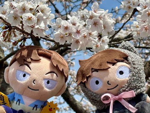 きれいな　桜だな！