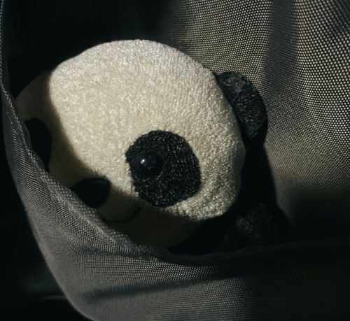 チラッ…(
明日持ち主が遊びに行くのに連れて行ってもらうんだ♪みんなおやすみ💤
