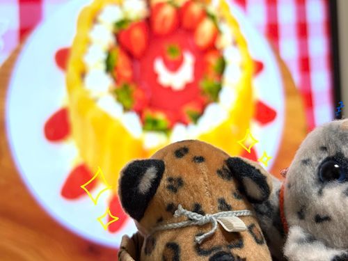 (大好きなスイーツ番組『ブリティッシュ・ベイクオフ』の録画をみるコヒさん)