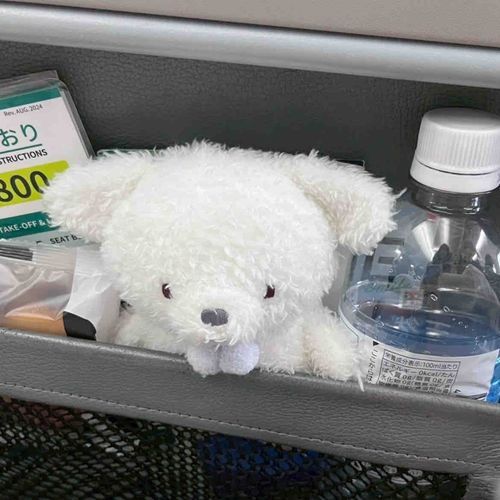 飛行機ドキドキしろちゃん