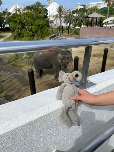 アドベンチャーワールドでゾウさんに会ったよ🐘🐘