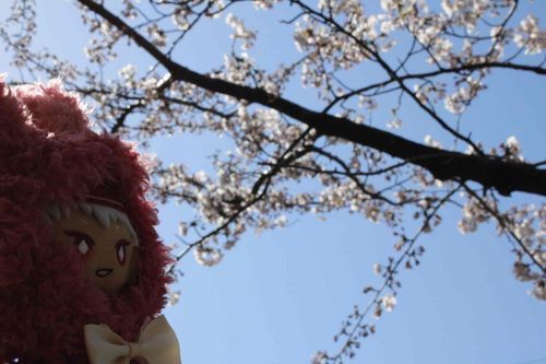 さくら を みにいったぞ！ まだ はる なのに あったかいな！