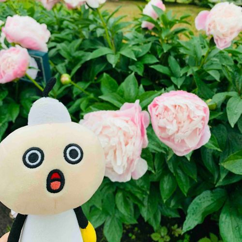 雨の日の芍薬とたわわ。