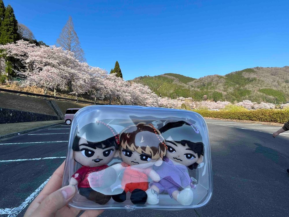 ❤️「今日は県内で有名な桜が咲いている所にも遊びに行きました。」
💜「やっぱり桜は良いよねぇ。」
🧡「そうやな！次はみんなでお花見もしてみたいなぁ！」