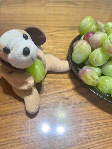 ぶどうもらったよ
かのんのママが買ってきたんだって
大きいわん〜