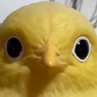 ひよこちゃん