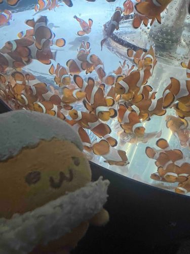クマノミうじゃうじゃぴ
