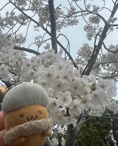 今年も桜の妖精さんだぴ！！
ちと寒々しいぴな