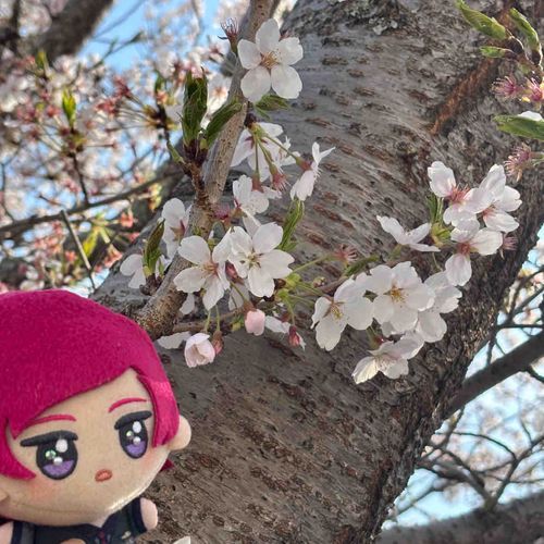 さくら🥞🌸