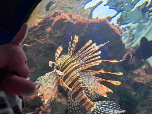 美ら海水族館にやってきました✨
ココは何度来ても、違う風景が見れて楽しいです❣️
この魚さんボロボロだー‼️
#おでかけうささん