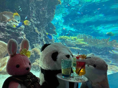 ココに来たら出張水族館カフェUSSAです☕️
みんなでドリンク飲みながら海の中の世界を楽しみましょう✨
#出張カフェUSSA