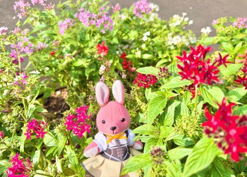 今日はウサギ族がハイテンションになるイベントデー『十五夜』ですね🐰✨
なら今宵の満月は、満月カフェUSSAでも…って、お天気曇りって…ま？