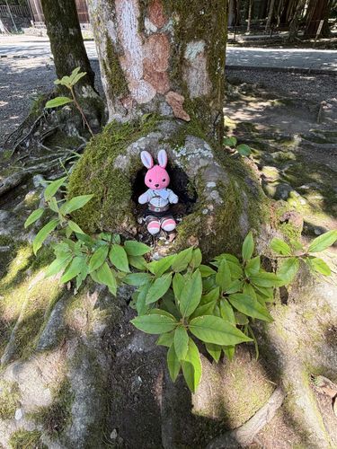 【出雲旅回想編8】
神社境内の木の根の穴からヒョッコリうさです🐰
こういう穴があると、つい入りたくなるのはウサギの習性だと思います…🐇