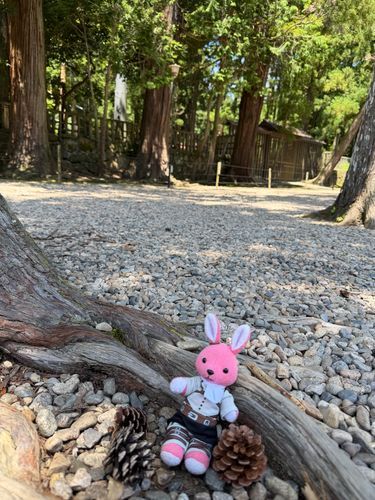 【出雲旅回想編9】
こちらの樹の精霊さんと一緒に松ぼっくり集めもしました❣️
え…見えない方もいたりするの…？
見えない方は感じてみて下さい🐰👍