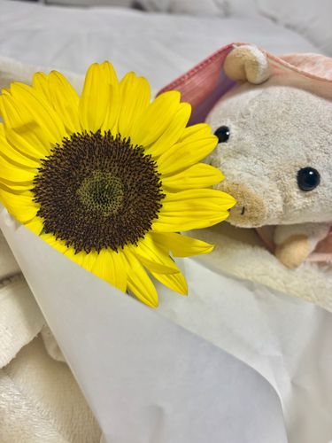 ひまわり☺️