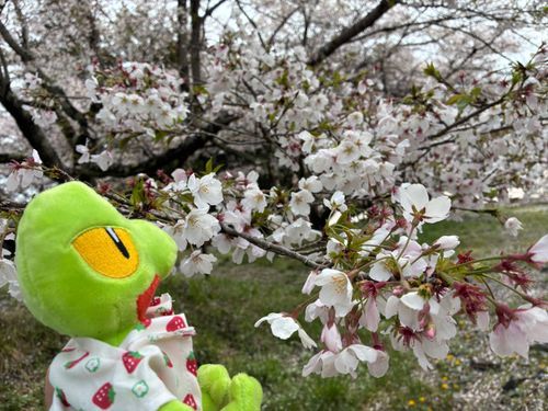 さくらだ🌸