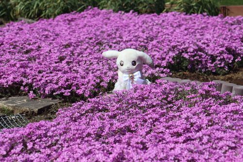 自宅の庭の芝桜も満開に…🌸