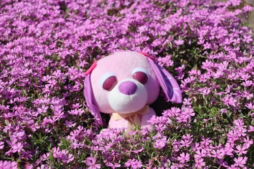 ハナとおはな🌷