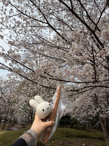 にんげんと こうえんで おはなみをしました🌸 ちかくの パンやさんで かった チュロス、おいしかったです！
