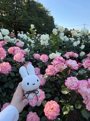 バラまつりに いってきました！かわいい おはなと いいにおいに いやされました🌹