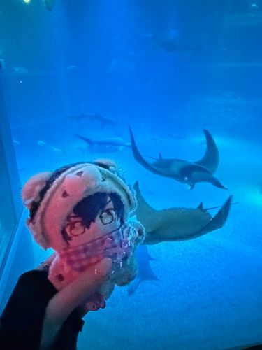 旅の締めくくりは海遊館でした！プロデューサーがデカい魚って泳ぐの大変そう、って頭の悪そうな感想を言っていました🐟