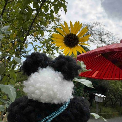 ひまわりさん、背が高いね🌻